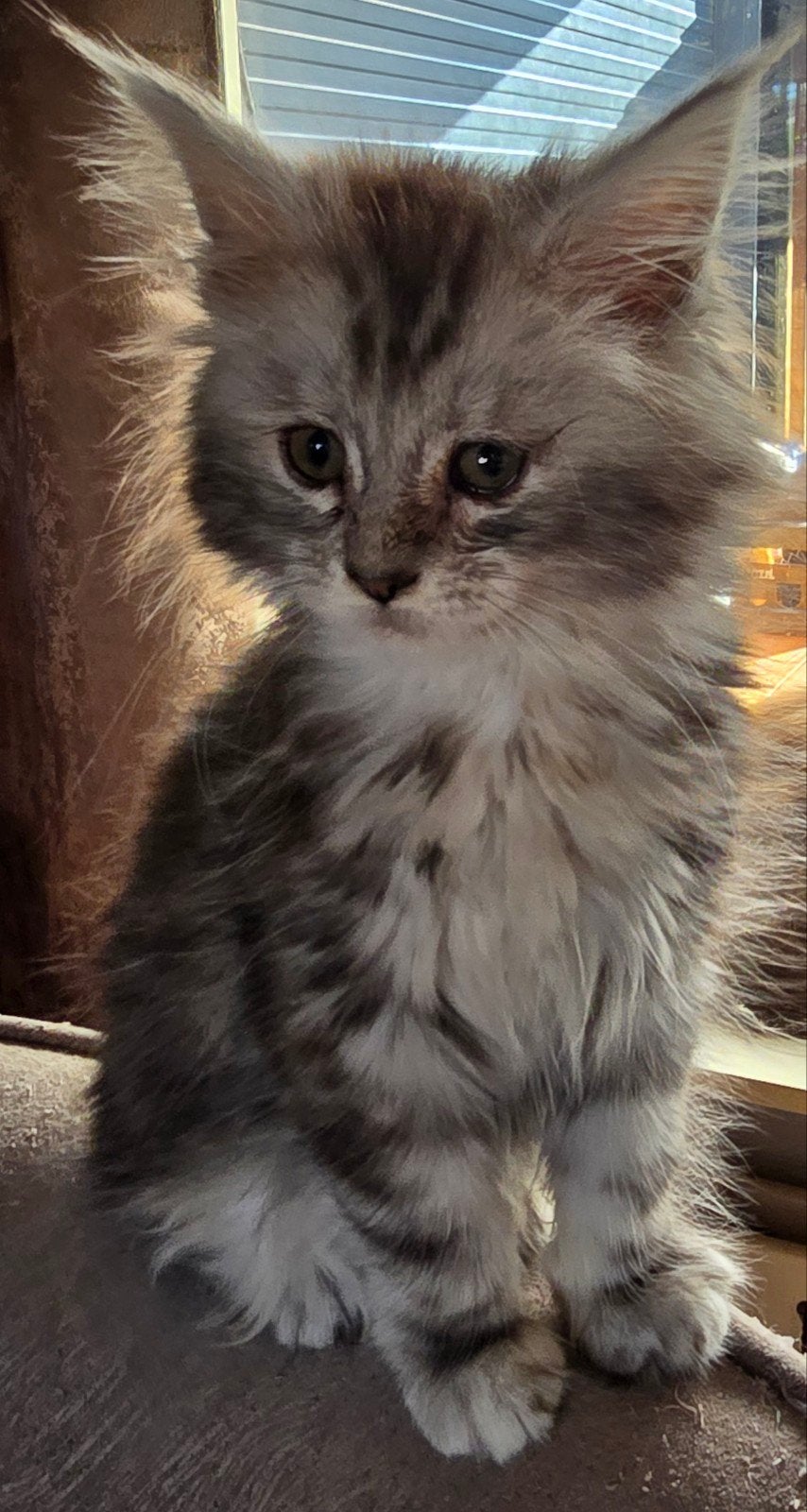 Super mooie maincoon kittens, Dieren en Toebehoren, Poes, Met stamboom, 0 tot 2 jaar