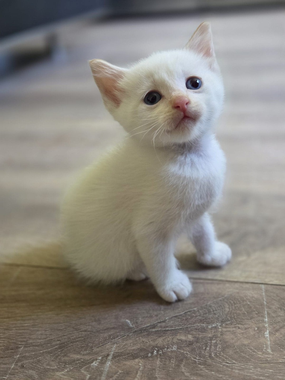 Prachtige kittens van Nala (50% Maine coon x Ragdoll), Meerdere dieren, Kortharig, 0 tot 2 jaar