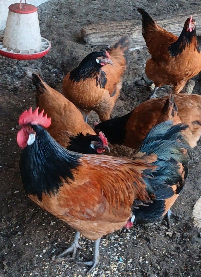 Broedeieren Vorwerk groot., Dieren en Toebehoren, Pluimvee, Geslacht onbekend, Kip