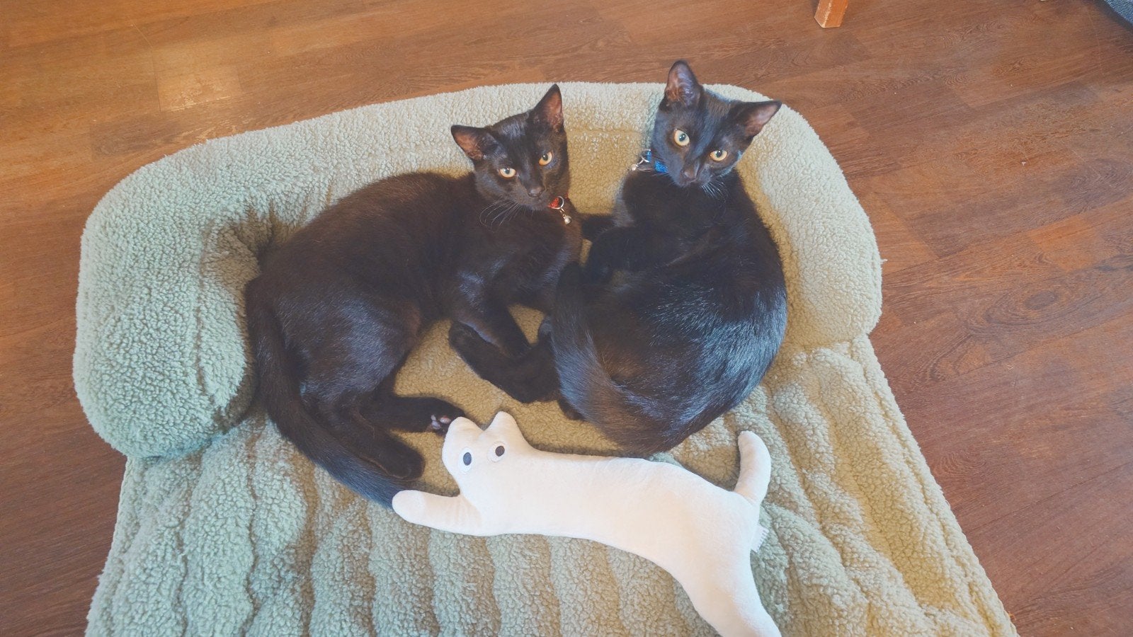 2 kittens, Meerdere dieren, Kortharig, 0 tot 2 jaar