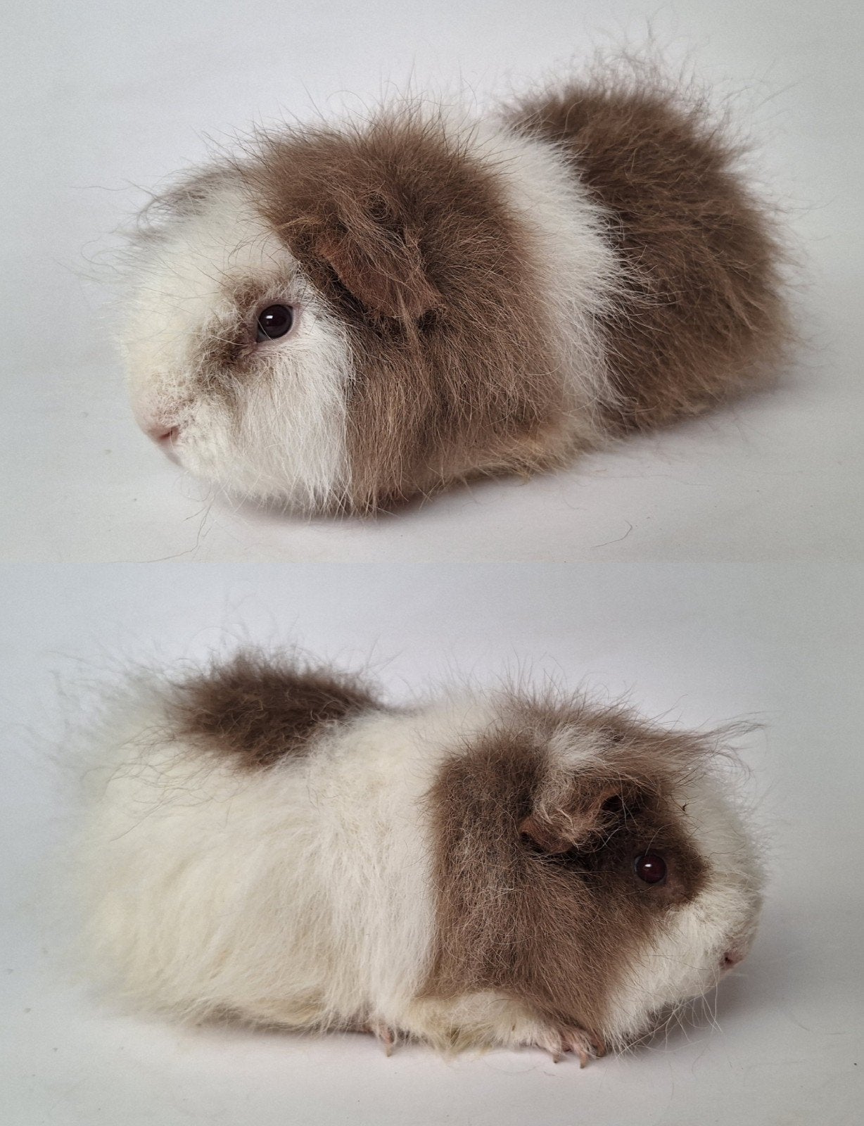 Twee jonge Ch teddy beertjes - choco/creme/wit, Dieren en Toebehoren, Cavia, Augustus, Mannelijk, Tam