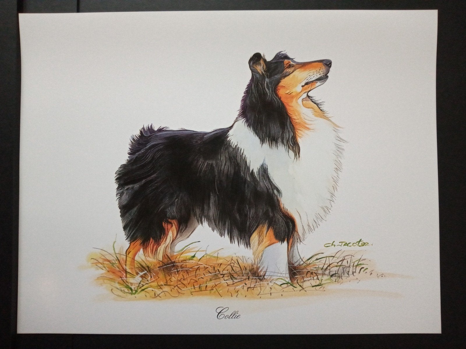 Collie - kunstprent - levensecht - Ch Jacot tekenaar, Verzenden, 1980 tot heden, Zo goed als nieuw, Dier