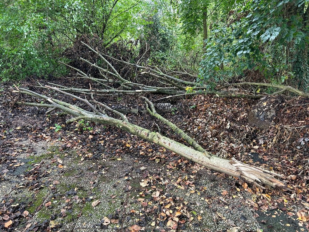 Openhaardhout vuurkorf  gratis, Tuin en Terras, Minder dan 3 m³, Ophalen, Overige houtsoorten, Takken