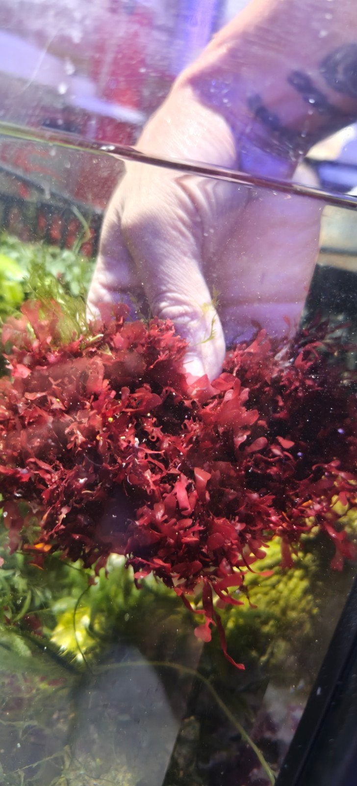 Gracilaria mammillaris stek – rode macroalgen zeewier – zeea, Dieren en Toebehoren, Ophalen of Verzenden, Nieuw, Plant(en), Steen of Hout