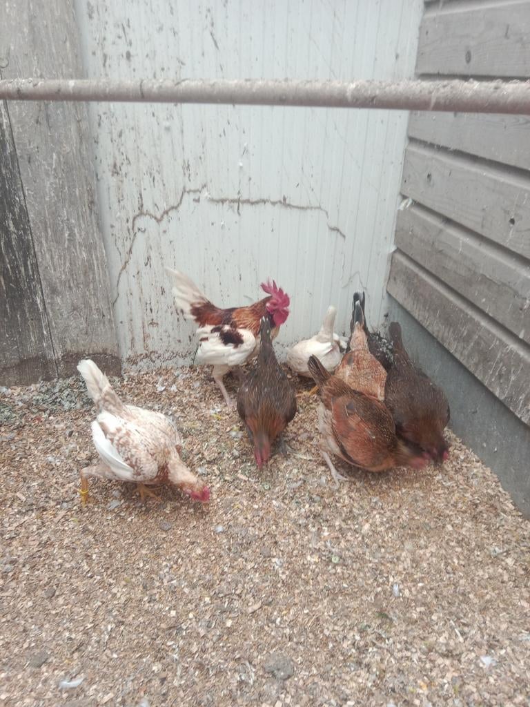 Oud Engelse kriel kippen, Dieren en Toebehoren, Pluimvee, Meerdere dieren, Kip