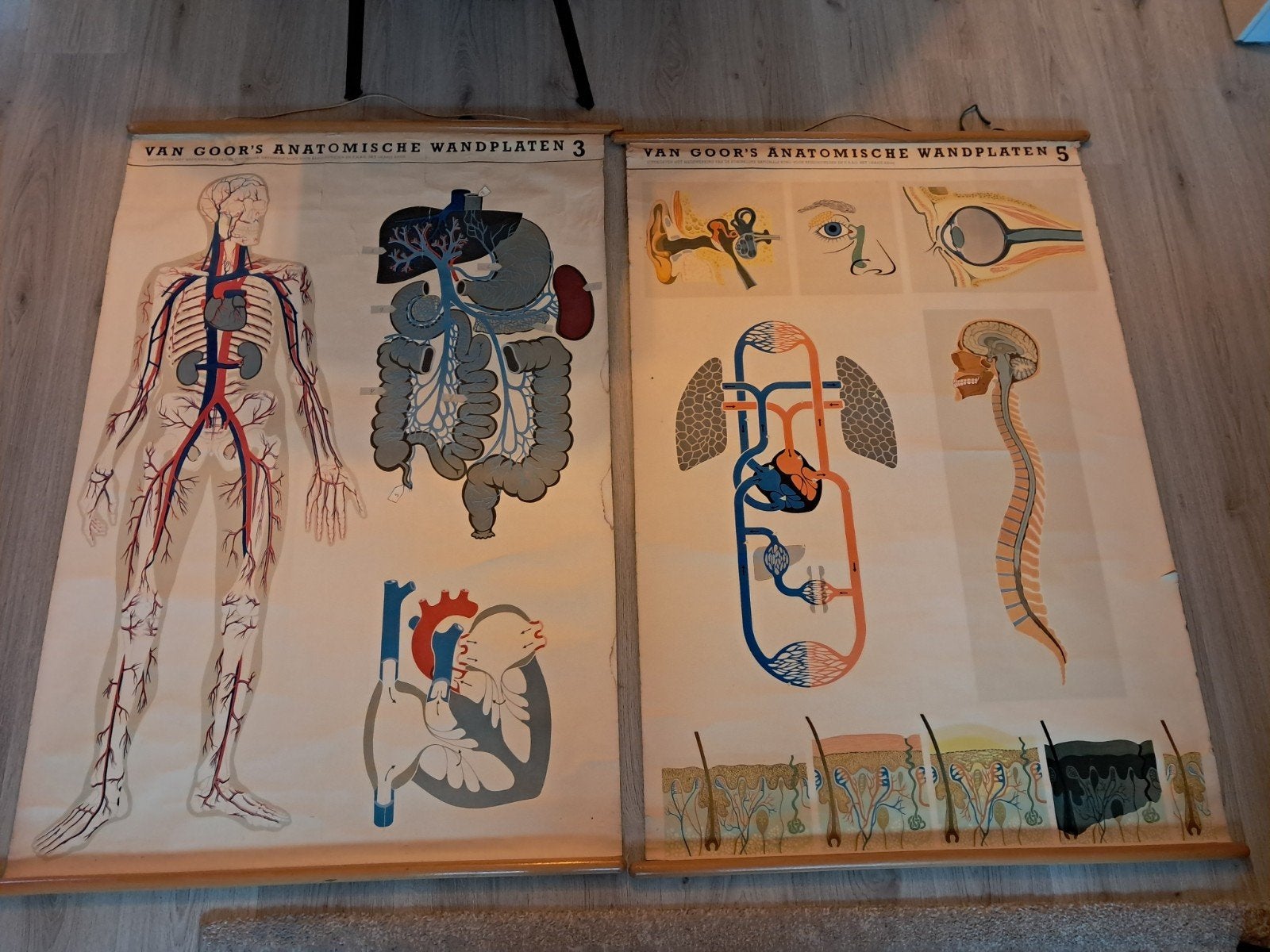 Van goor's anatomische wandplaten nr 3 & 5, Antiek en Kunst, Ophalen, Natuur en Biologie