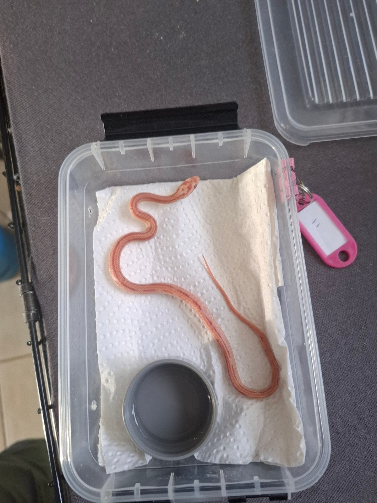 Rode rattenslangen zoeken nieuw thuis Corn Snake photo 11