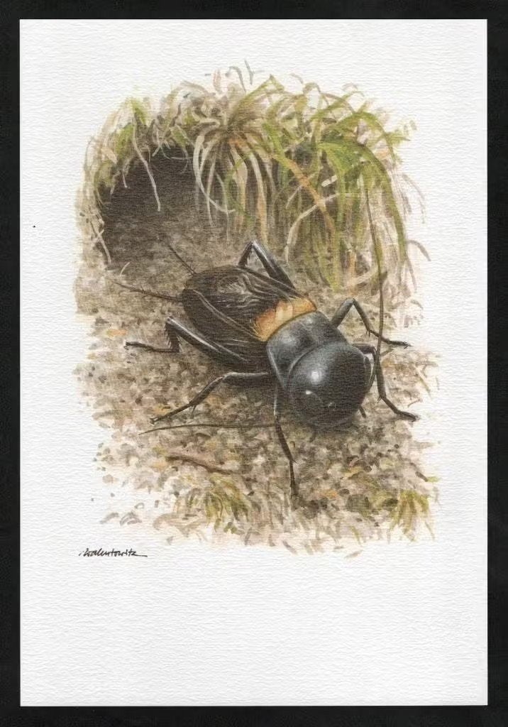 Zwarte Veldkrekel Gryllus Campestris Insect Kunstdruk., Ophalen of Verzenden, Zo goed als nieuw