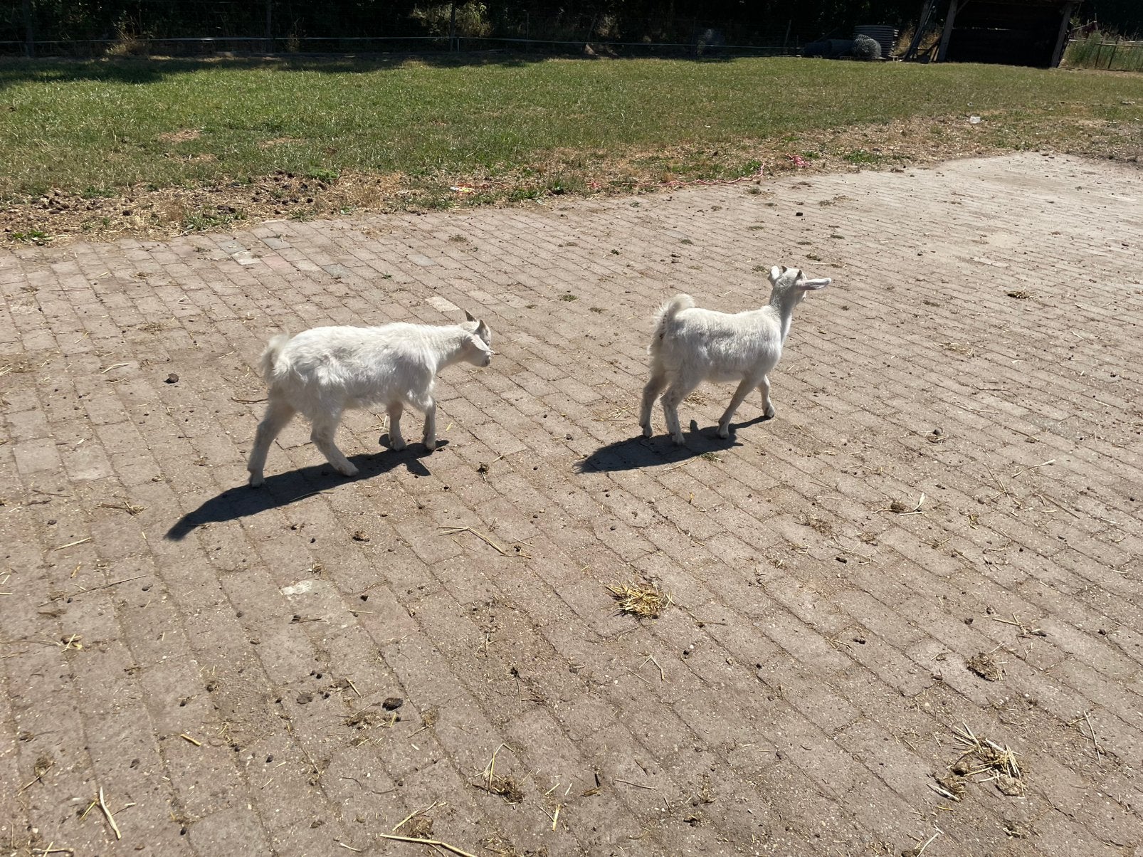 Geit met 3 lammetjes, Vrouwelijk, Geit