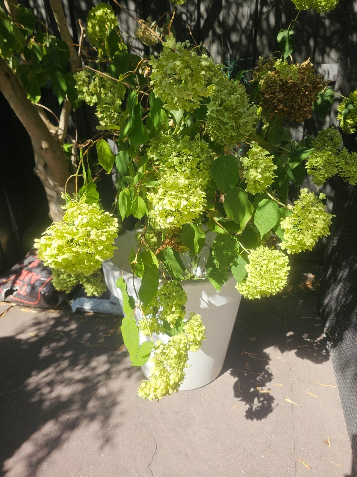 Grote plantenbak, Ophalen