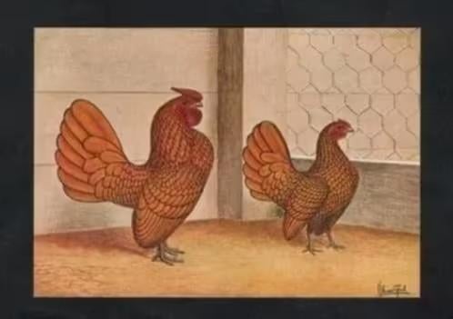 Pluimvee Kippen Sebright Goud Boerderij, Van Gink., Ophalen of Verzenden, 1980 tot heden, Ongelopen, Vogel