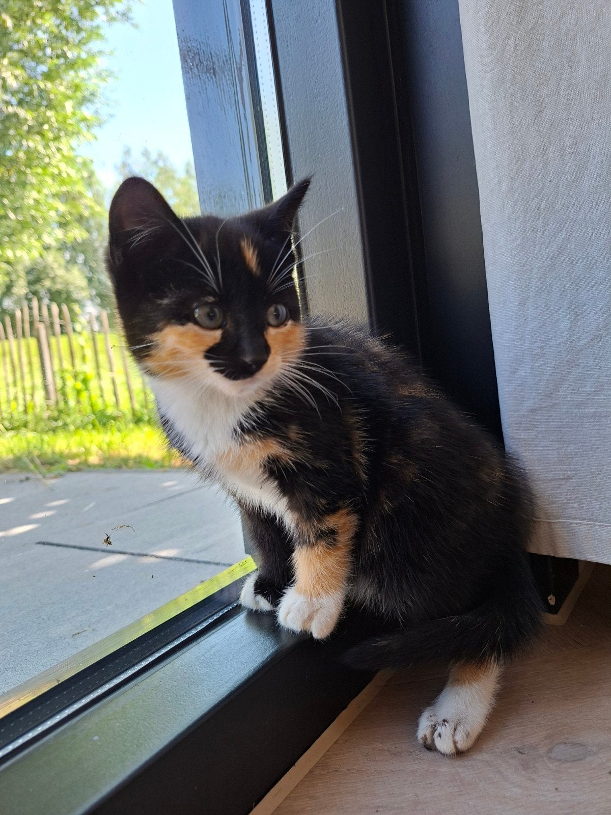Lieve kitten te koop!, Dieren en Toebehoren, Poes