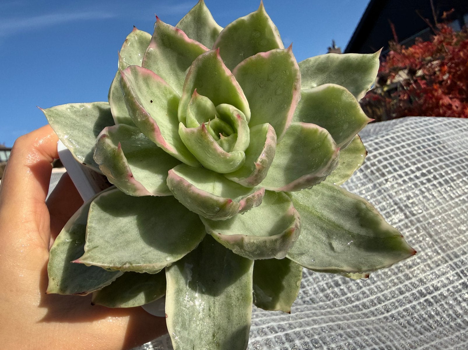 Echeveria Cuihu variegata/pot 10cm/vetplant/succulent, Huis en Inrichting, Ophalen of Verzenden