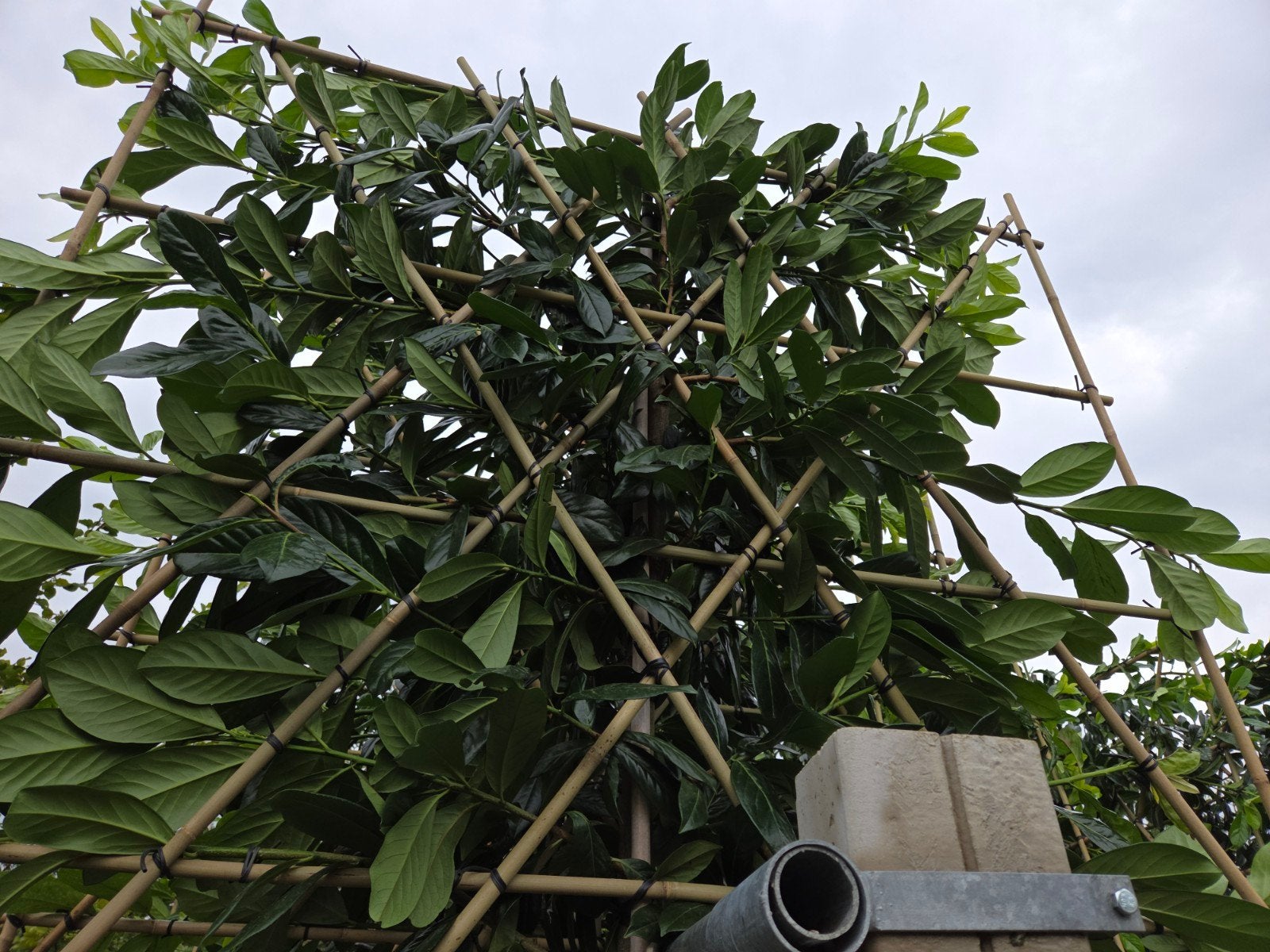 Groenblijvende Leilaurier (Prunus laurocerasus 'Novita'), Ophalen, Halfschaduw, Leiboom, 250 tot 400 cm