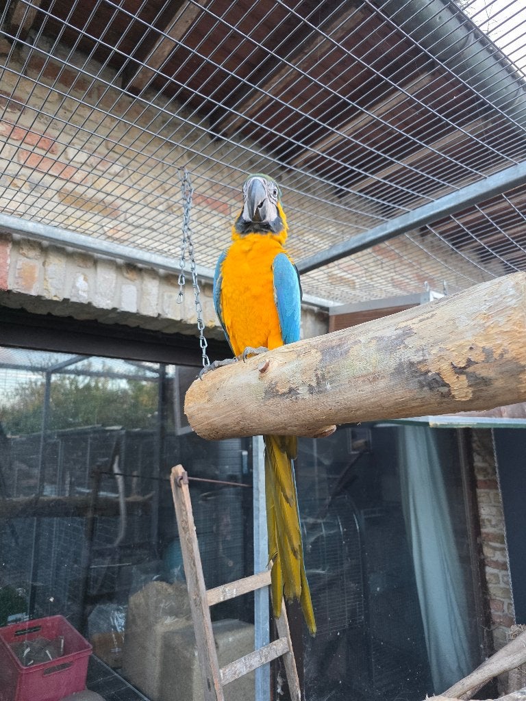 Blauw gele ara natuurbroed, Dieren en Toebehoren, Mannelijk, Papegaai, Geringd
