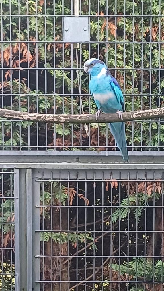 Te koop blauwe barnard man, Dieren en Toebehoren, Vogels | Parkieten en Papegaaien, Mannelijk, Parkiet