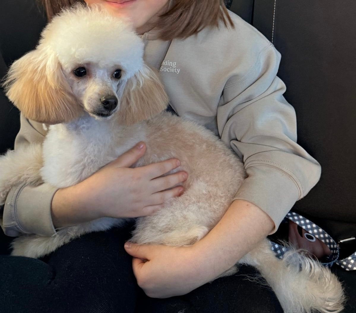 Prachtige Toy Poodle Reu met FCI-stamboom, Poedel, Reu, 1 tot 2 jaar, Parvo