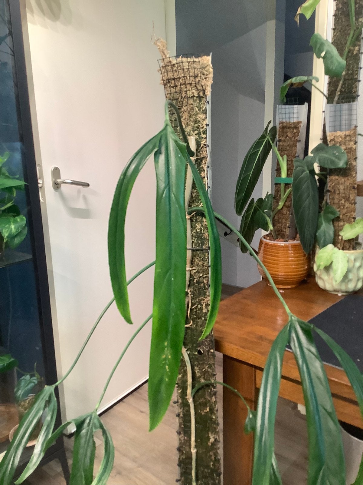 Philodendron Paloraense, Ophalen, 100 tot 150 cm, Overige soorten, Halfschaduw