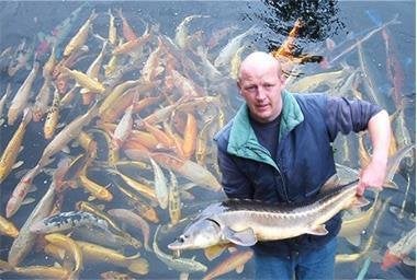 koi, steuren, goudvissen, shubunkin, enz., Karper of Koi