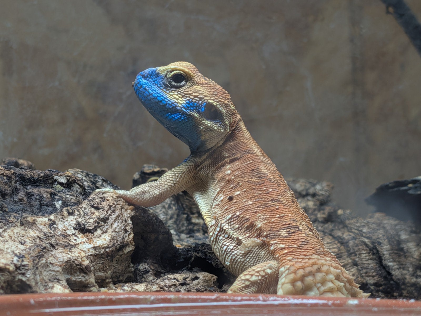 uromastyx, xenagama Taylori, pogona vitticeps Bearded Dragon photo 8