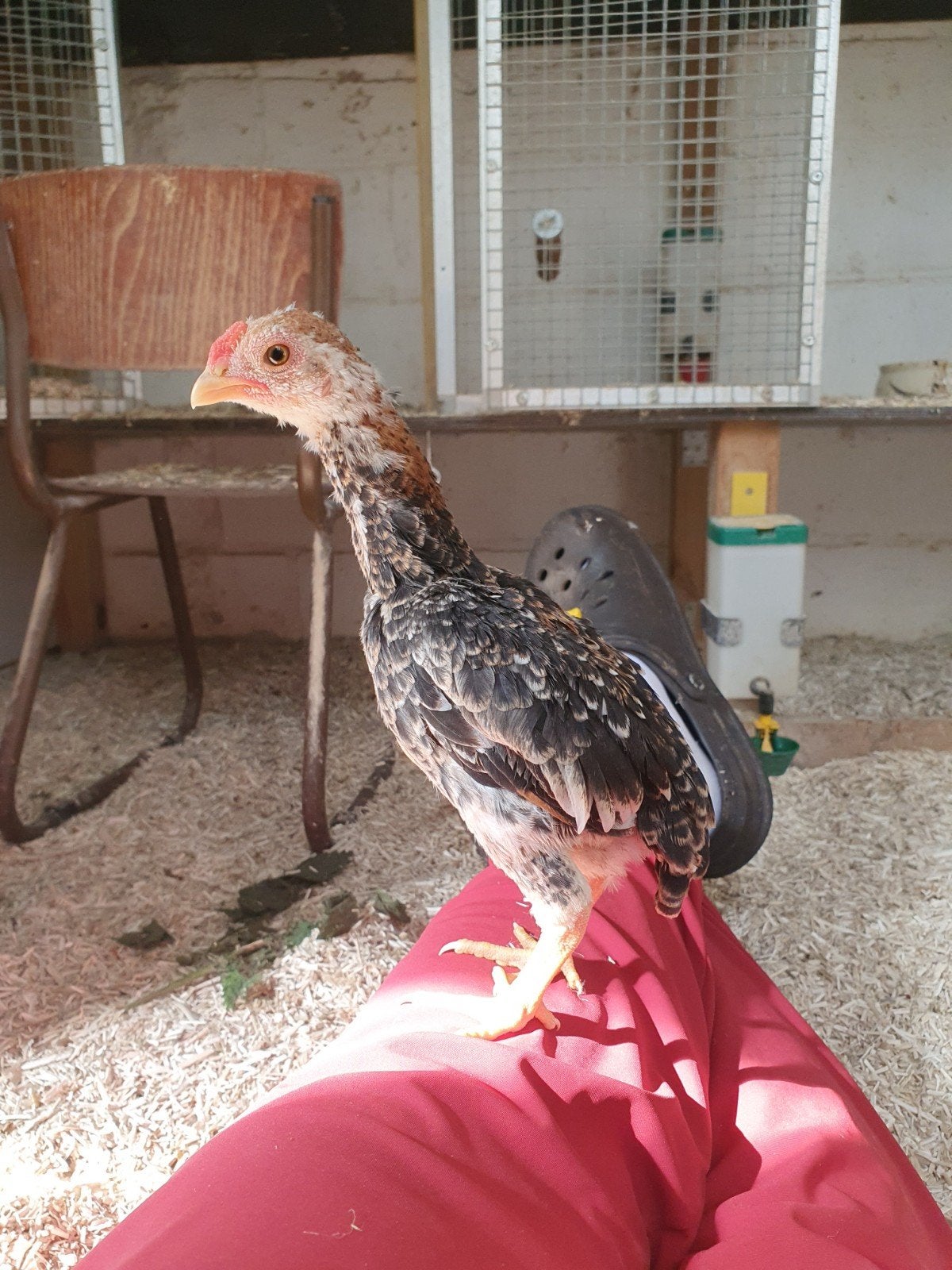 ko shamo kriel haan ( oostmalle België), Dieren en Toebehoren, Mannelijk, Kip