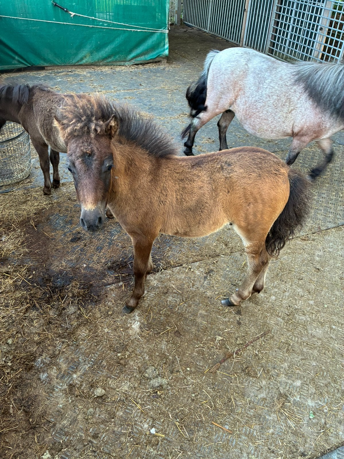 Tk hengst veulen  begin april, Dieren en Toebehoren, Paarden en Pony's | Dekhengsten en Fokmerries, Hengst