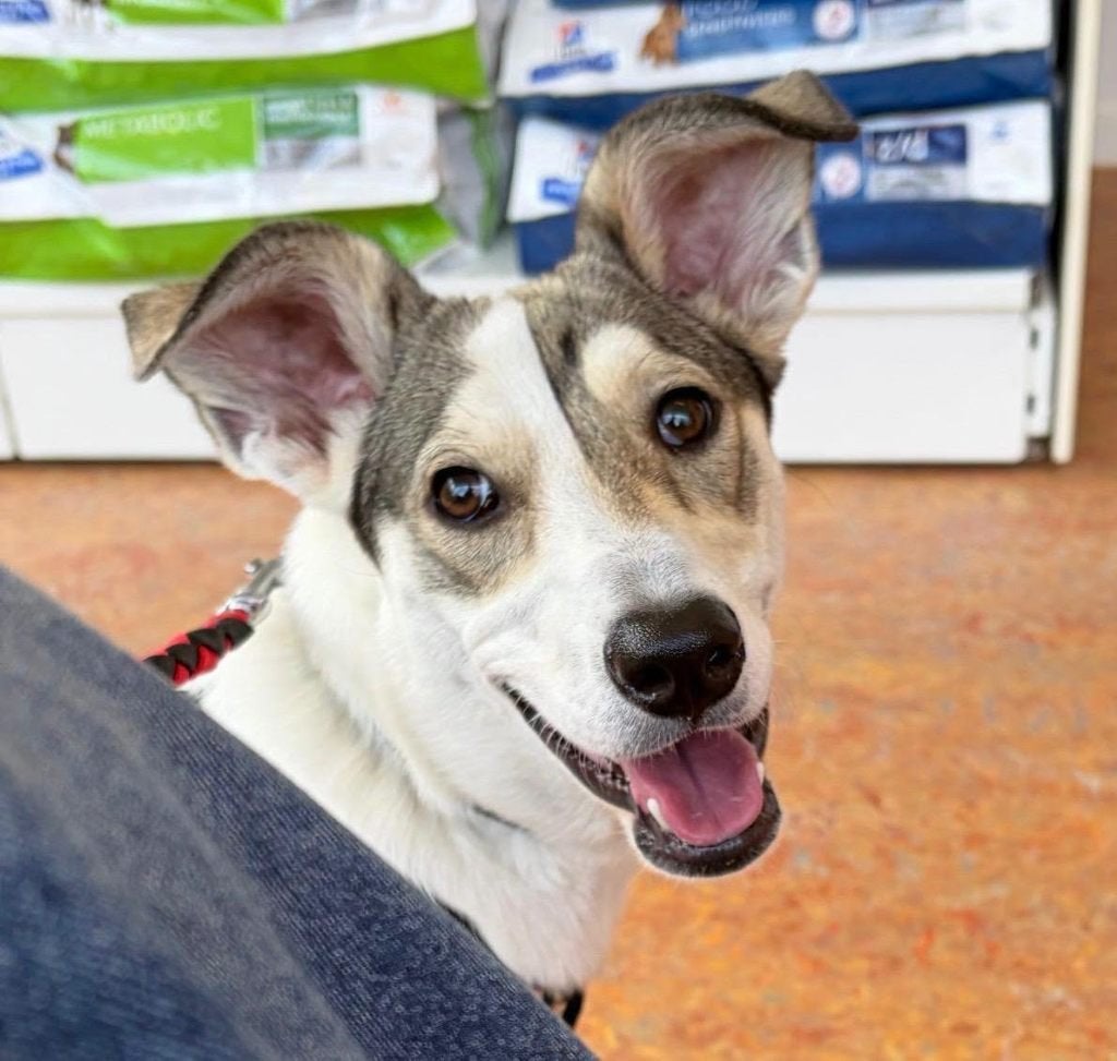 Sugar teefje pup, Particulier, 15 weken tot 1 jaar, Buitenland, Teef