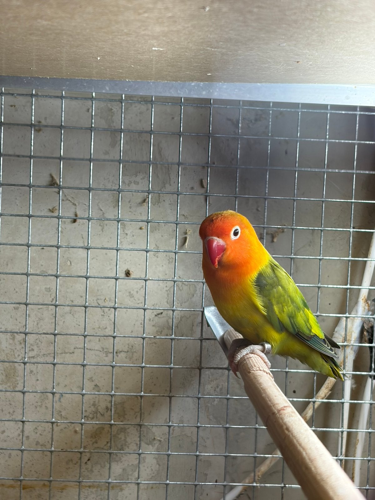 Gezocht agapornis man, Mannelijk, Dwergpapegaai of Agapornis, Geringd