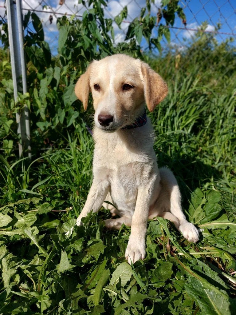 NEDA, PUP, MENSGERICHT, TEEFJE, MIDDELMAATJE, ZOEKT MAND, Dieren en Toebehoren, Particulier, 15 weken tot 1 jaar, Buitenland, Teef