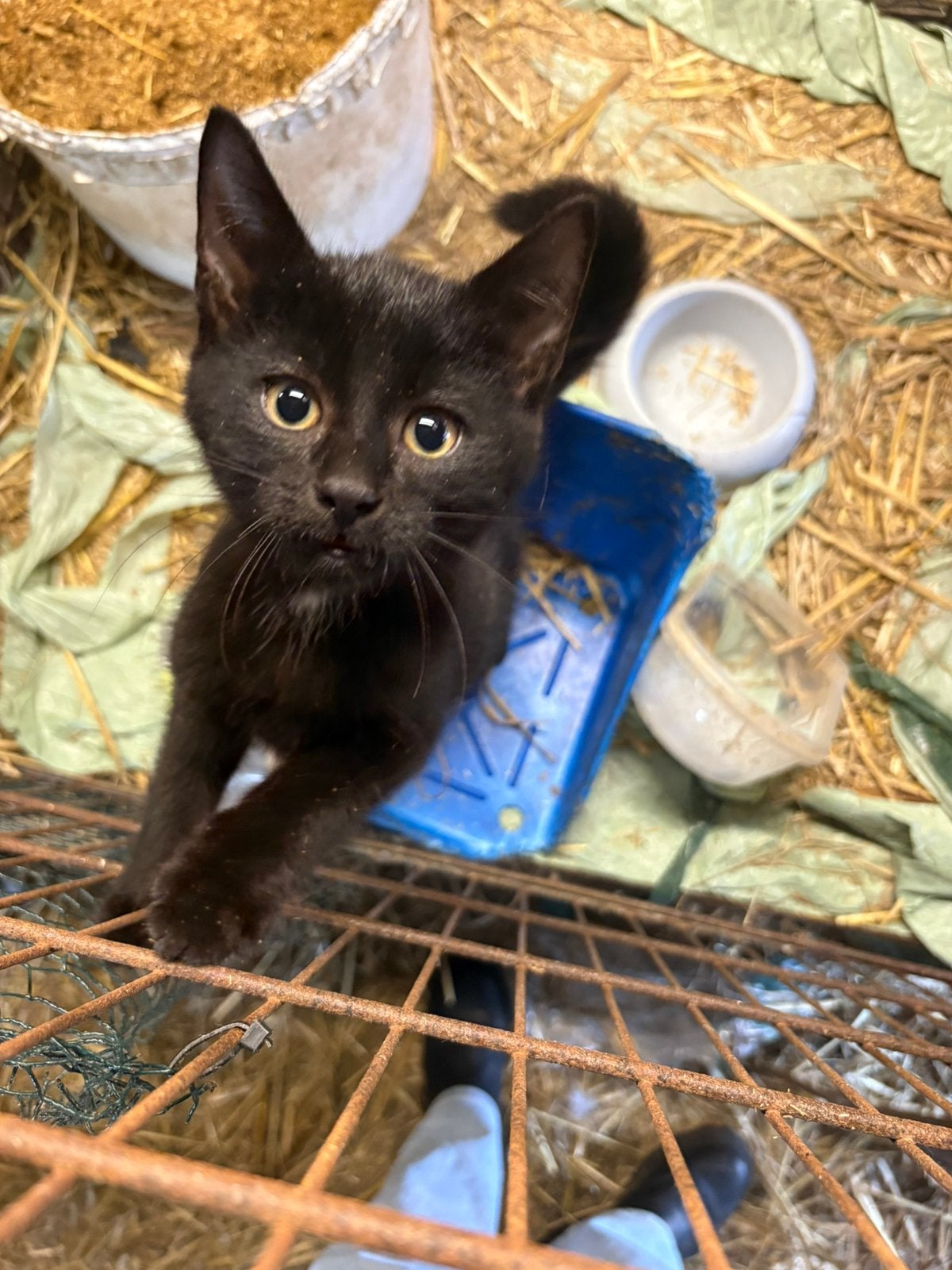 Boerderijkitten, Dieren en Toebehoren, Meerdere dieren, Kortharig, 0 tot 2 jaar