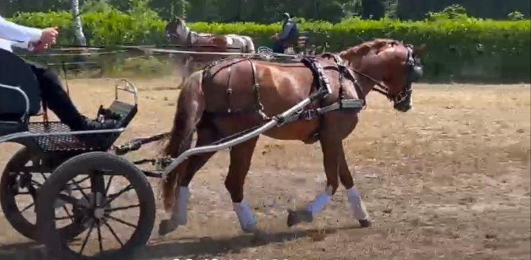 Welsh pony, Met stamboom, Ruin, Dressuurpony, Niet van toepassing
