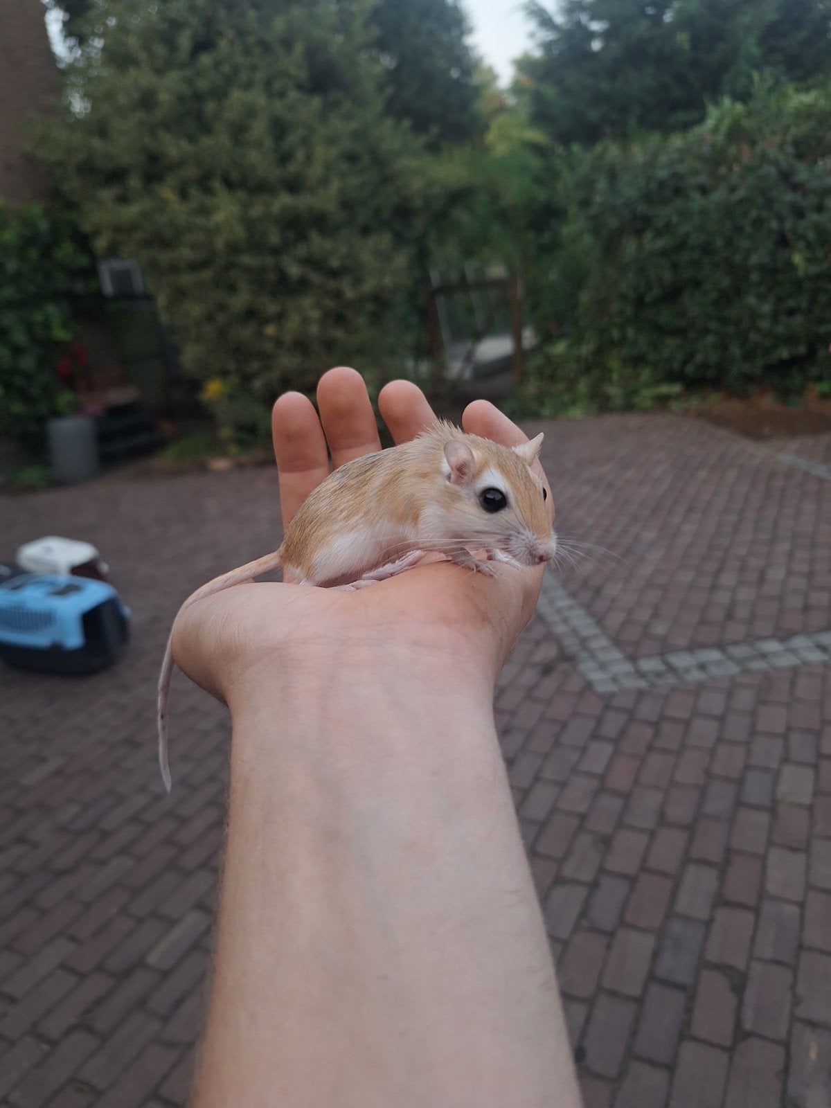 Jonge bleke gerbils, Dieren en Toebehoren, Knaagdieren, Mei