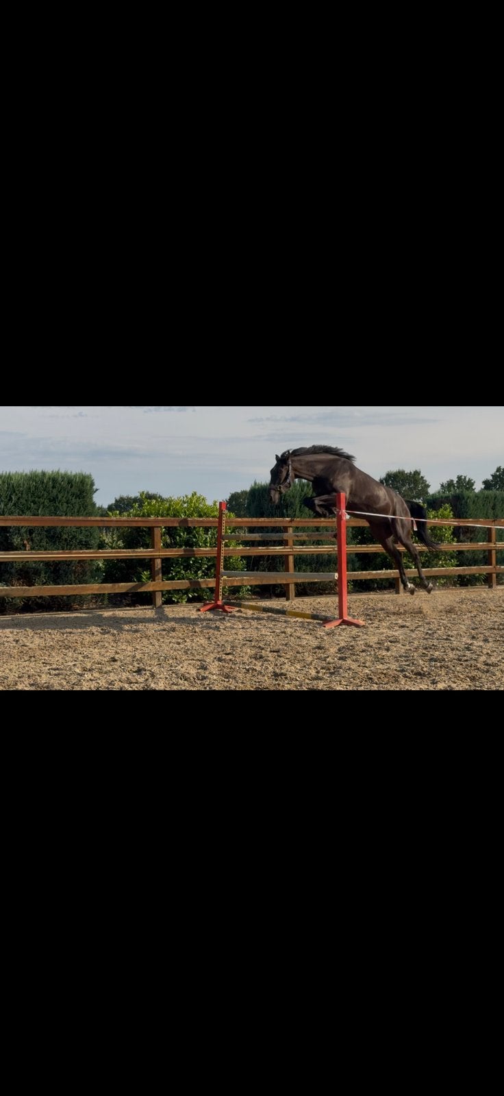 Fantastisch 3,5 jarig springpaard met veel vermogen, Springpaard, Ruin, 3 tot 6 jaar, Onbeleerd