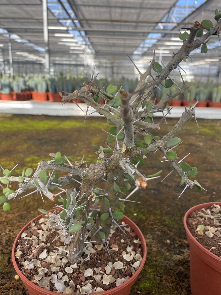 Caudex Alluaudia Comosa van oorsprong Madagaskar, Huis en Inrichting, Overige soorten, Ophalen of Verzenden, In pot, Minder dan 100 cm