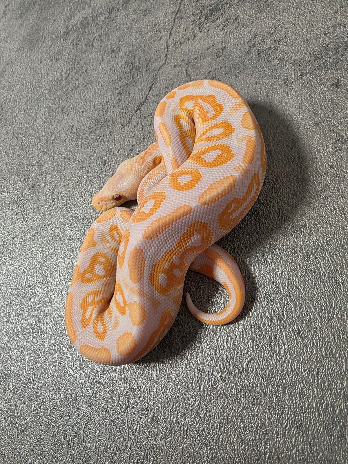 ♂️Cinnamon Lavender Albino 66%Clown️ 2026 Ball Python photo 4