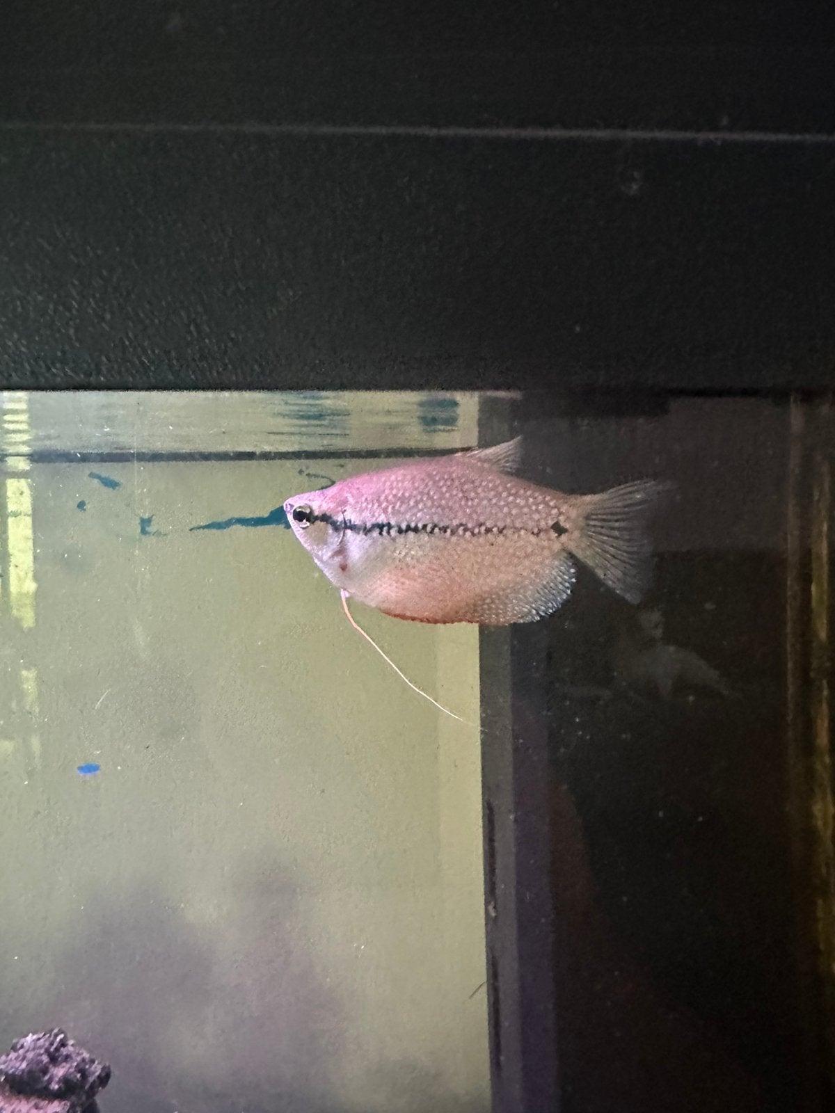 Trichopodus leerii – Diamant Goerami, Vis