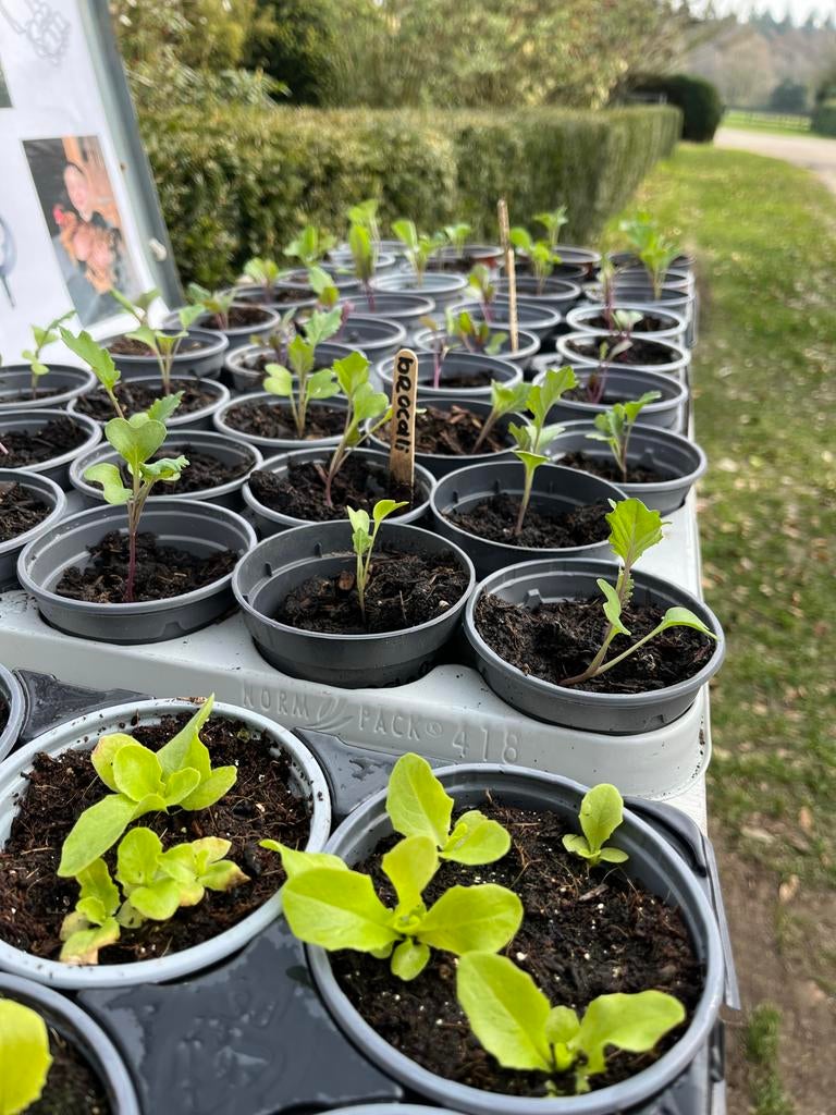 Moestuin plantjes: bloemkool, broccoli, savooiekool en sla, Tuin en Terras, Planten | Tuinplanten, Ophalen, Volle zon, Groenteplanten
