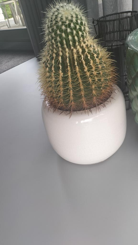 Cactus, Ophalen, Cactus, Volle zon, Minder dan 100 cm
