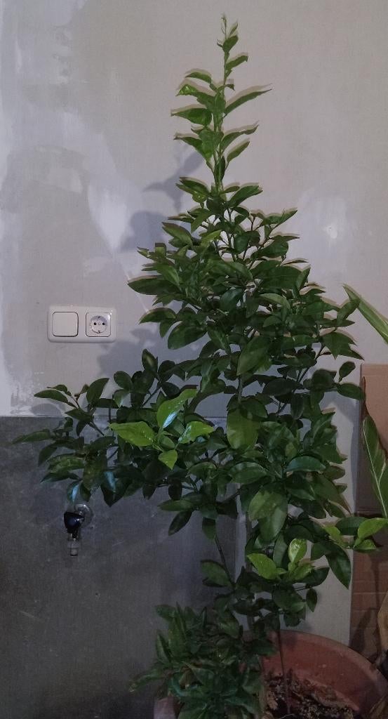 Sinaasappel boom plant 6 jaar oud inclusief pot, Overige soorten, 100 tot 250 cm, Zomer, Ophalen