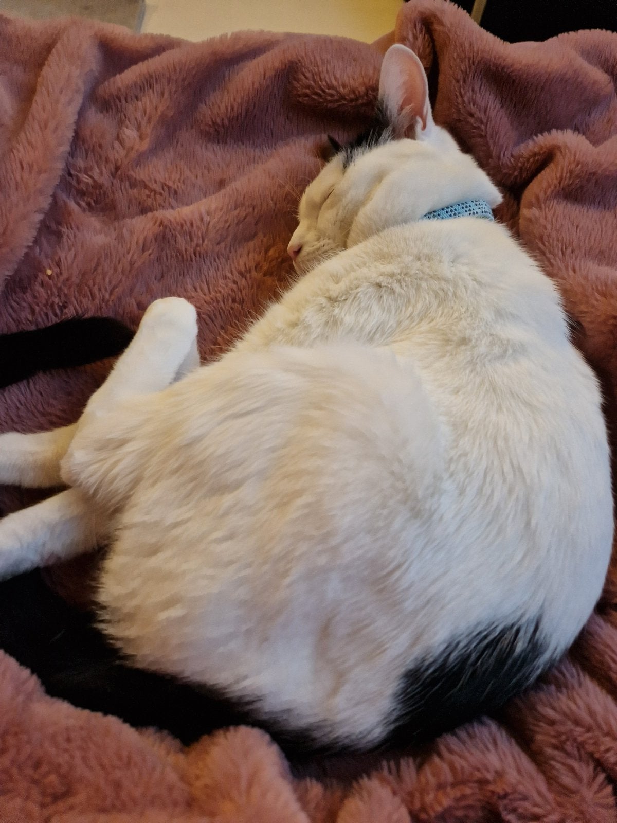 Lieve kat Lilo, Dieren en Toebehoren, Kater