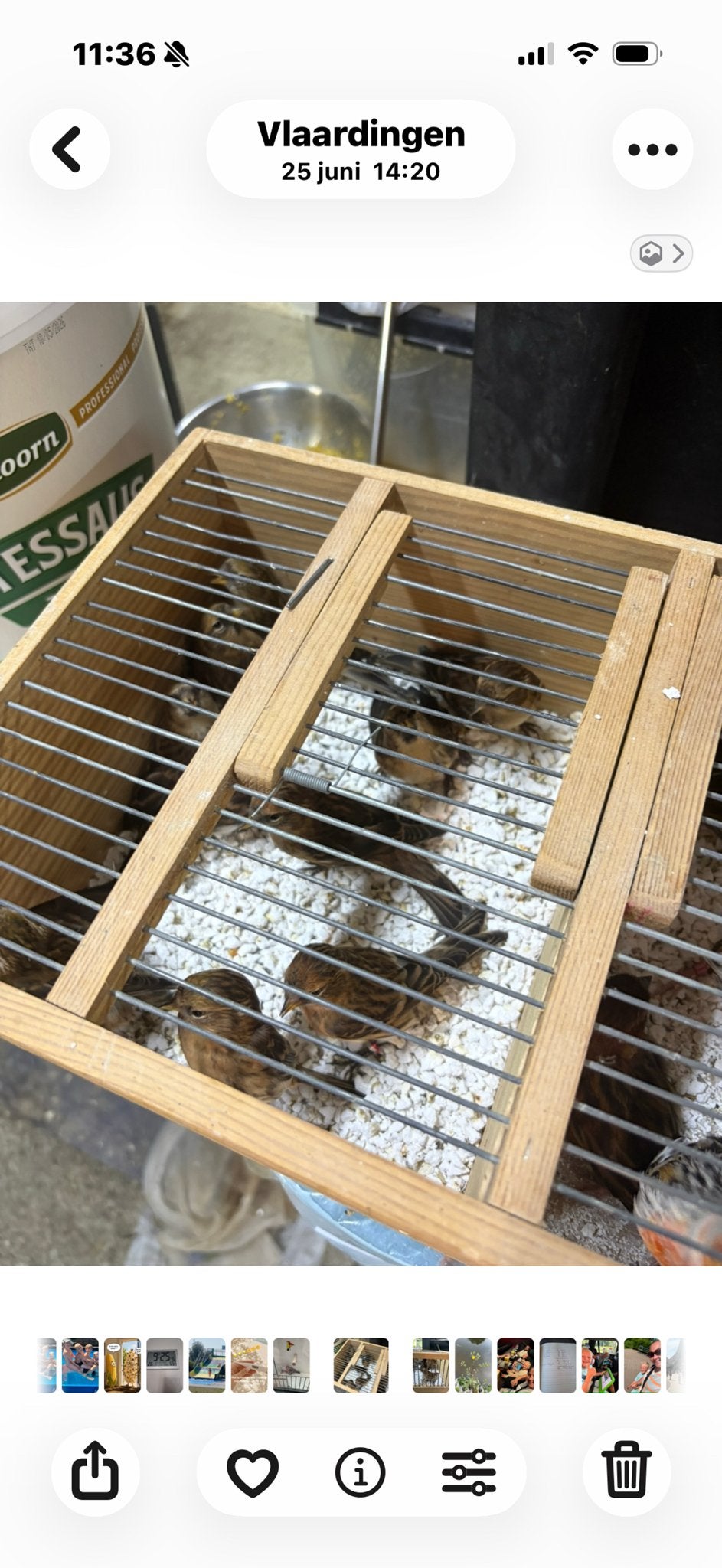 Sijzen, Dieren en Toebehoren, Geslacht onbekend, Kleurkanarie