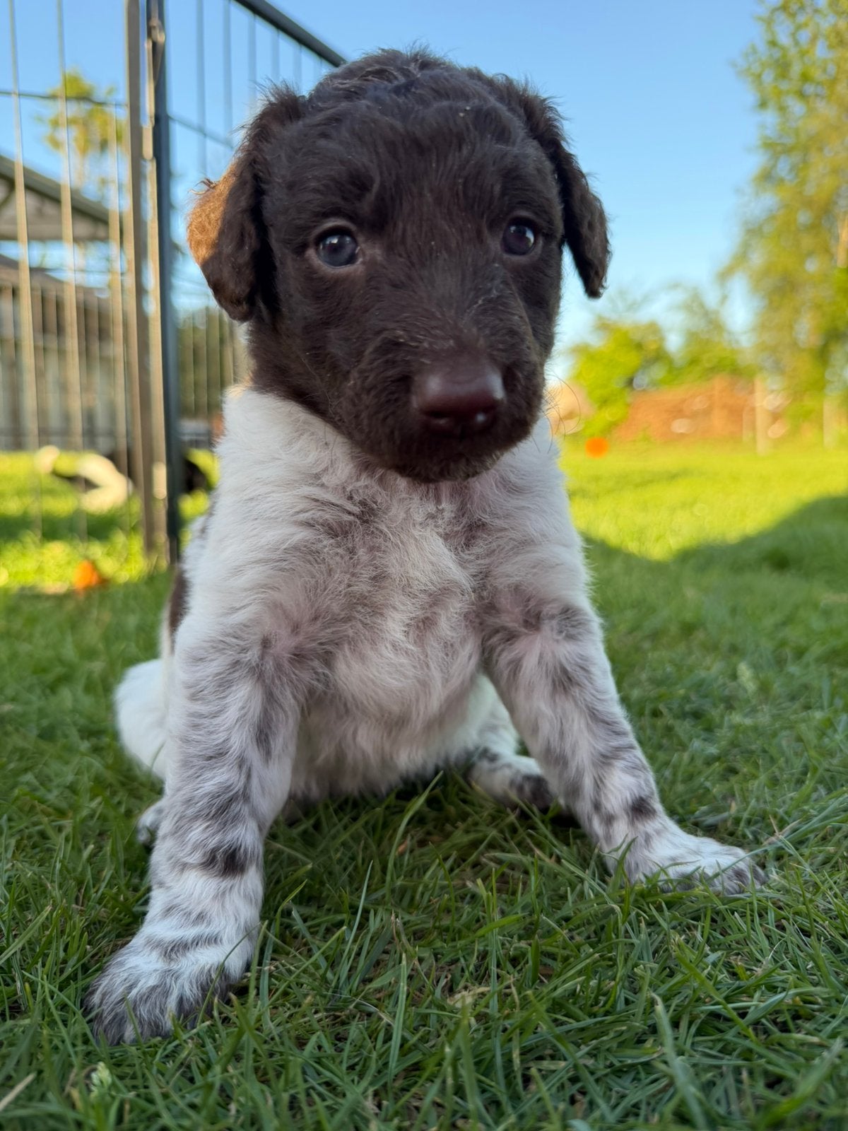 Friese stabij Pups *1 bruin teefje & 2 reutjes beschikbaar!, Overige rassen, 8 tot 15 weken, Parvo, Meerdere