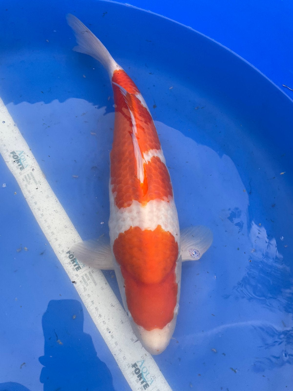 Mooie kohaku +-50cm, Dieren en Toebehoren, Karper of Koi