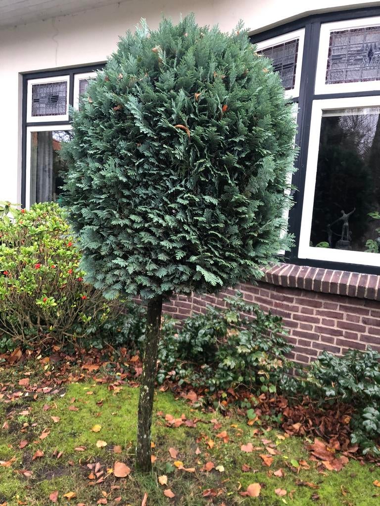 2 coniveren op stam en een solitaire taxus, Tuin en Terras, Planten | Bomen, Bloeit niet, Halfschaduw, 100 tot 250 cm, Overige soorten