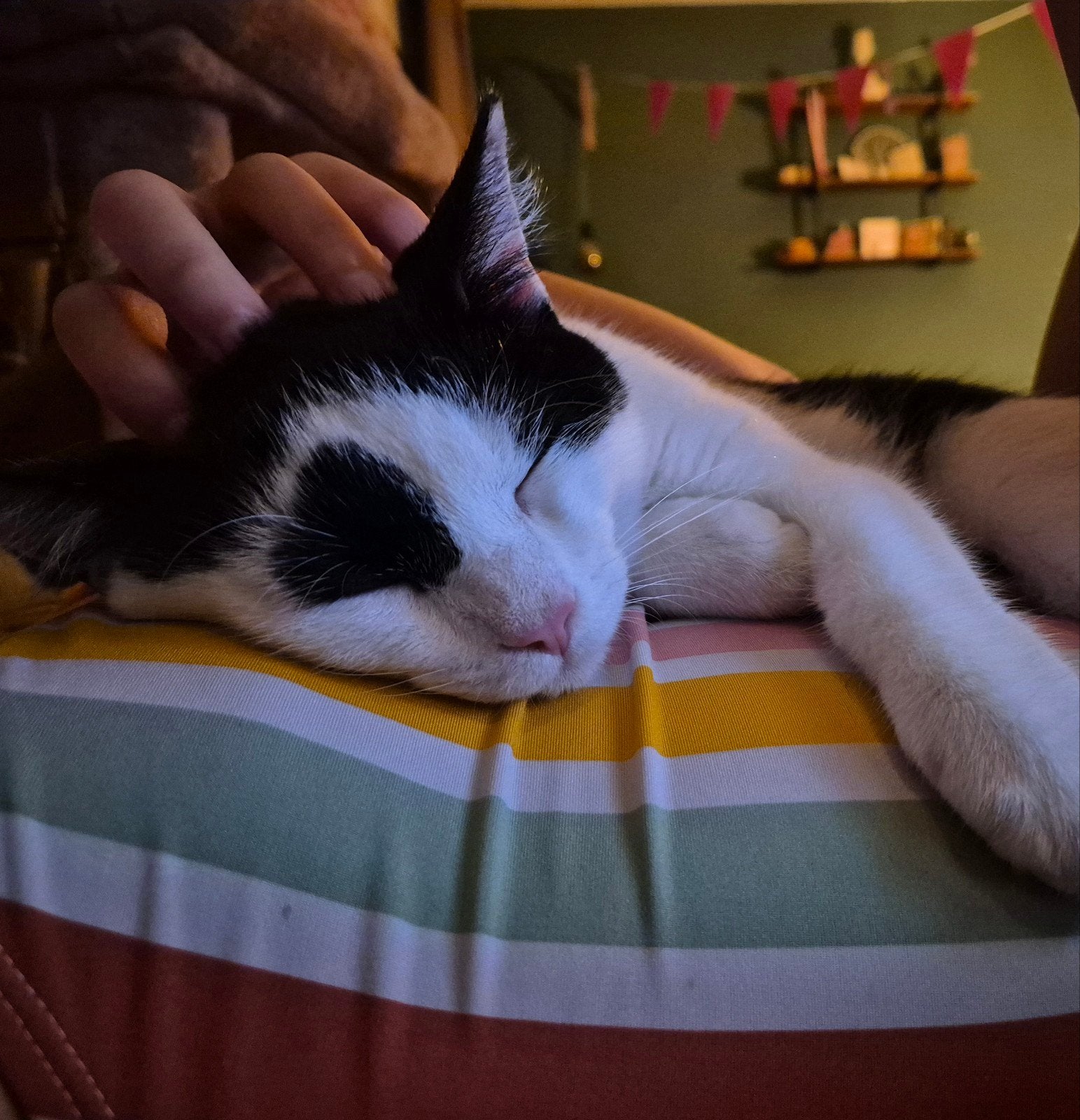 Lieve Siberische Boskat kruising kitten (Kater), Kater, Kortharig, 0 tot 2 jaar