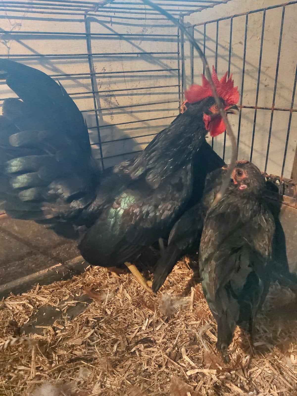 zwarte krielkippen, 3 kipjes met haan, Dieren en Toebehoren, Meerdere dieren, Kip
