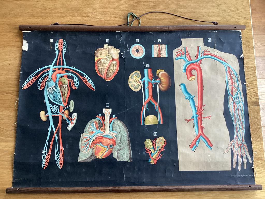 Brocante vintage medische illustratie poster ehbo medic art, Antiek en Kunst, Ophalen