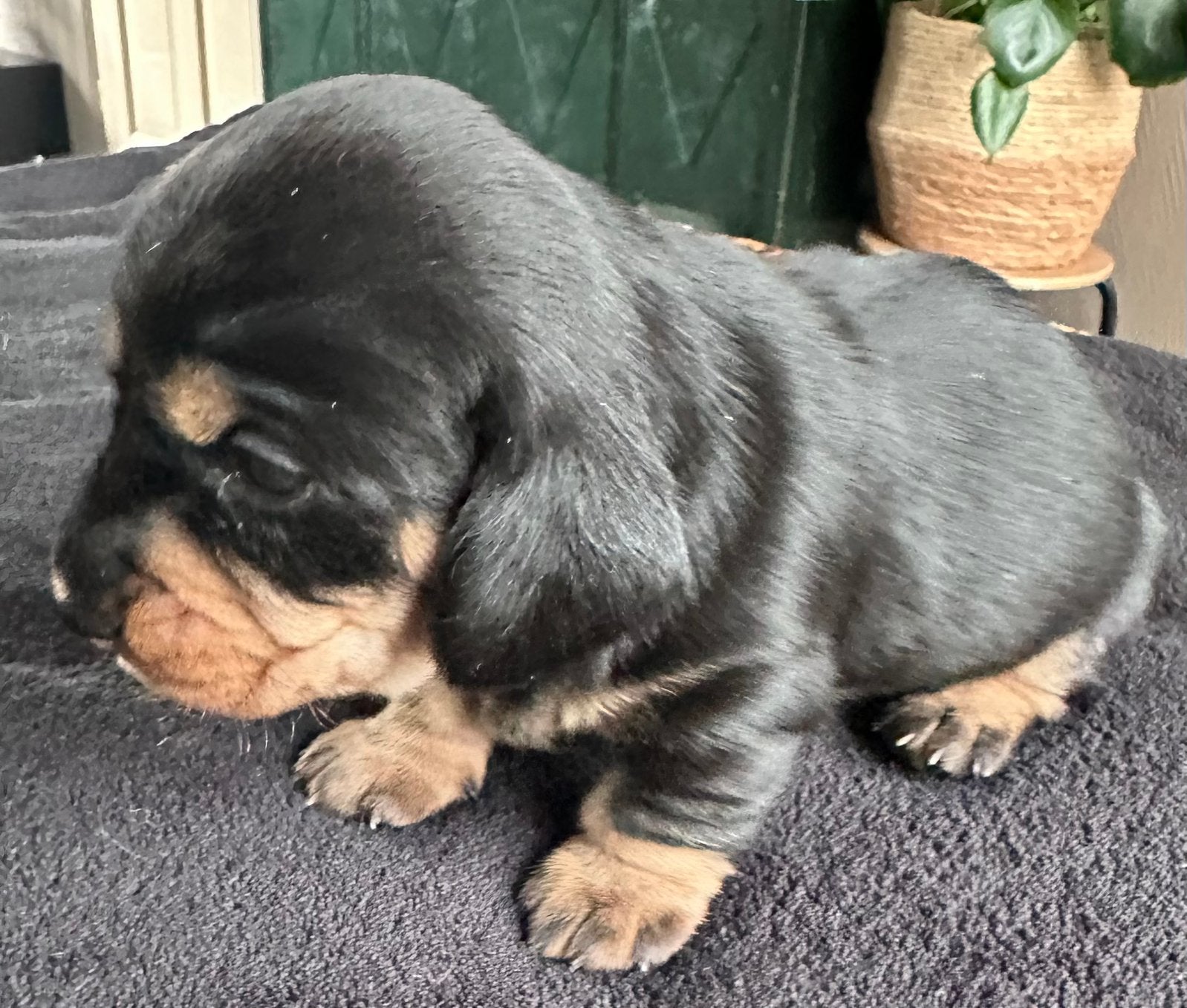 Ruwharige teckel pups te reserveren, Dieren en Toebehoren, Standaard, CDV (hondenziekte), 8 tot 15 weken, Meerdere