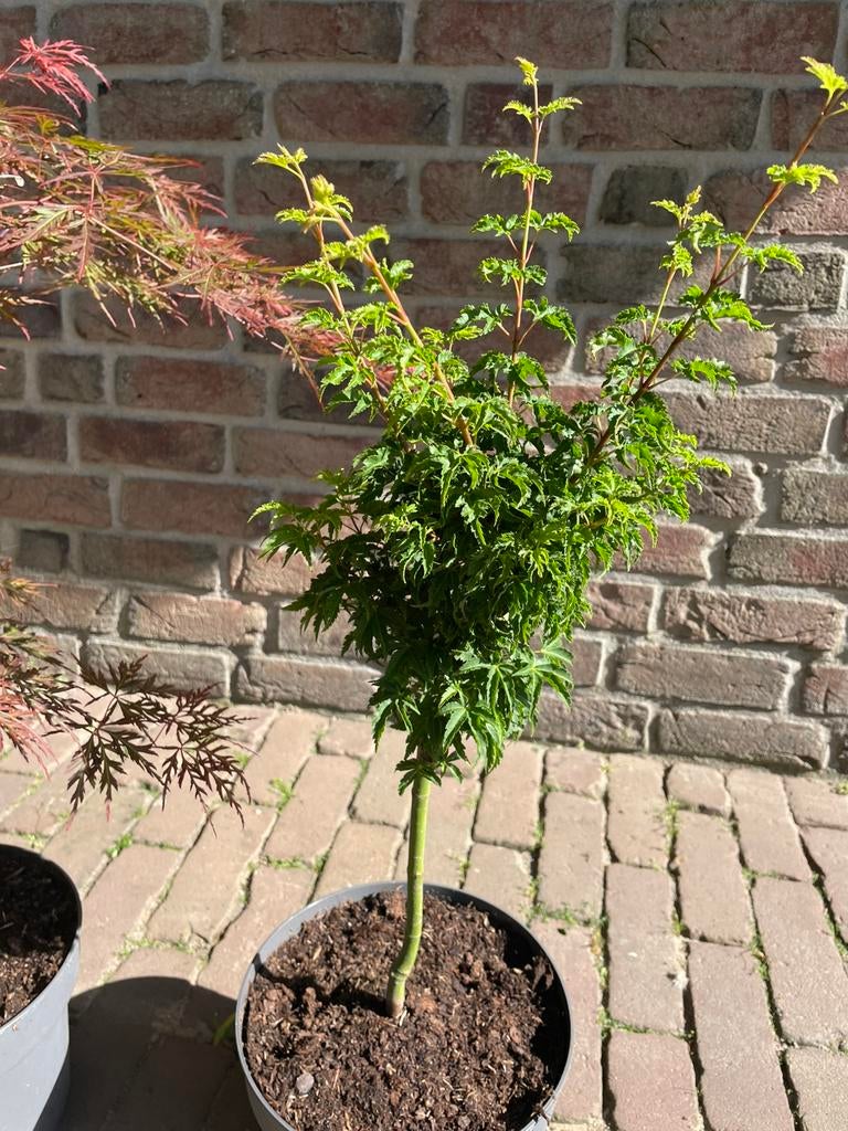 Kleur in de tuin deel 2, Ophalen, Overige soorten, Volle zon