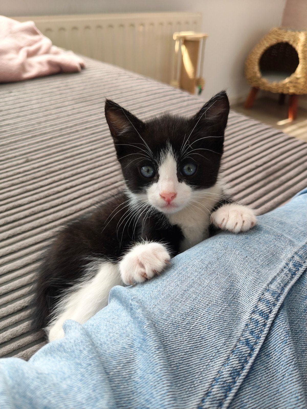 laatste kitten  !! zwart wit, Meerdere dieren